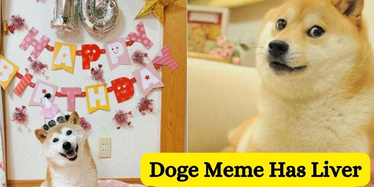 Shiba Inu Behind The “Doge” Meme Has Liver And Blood Cancer