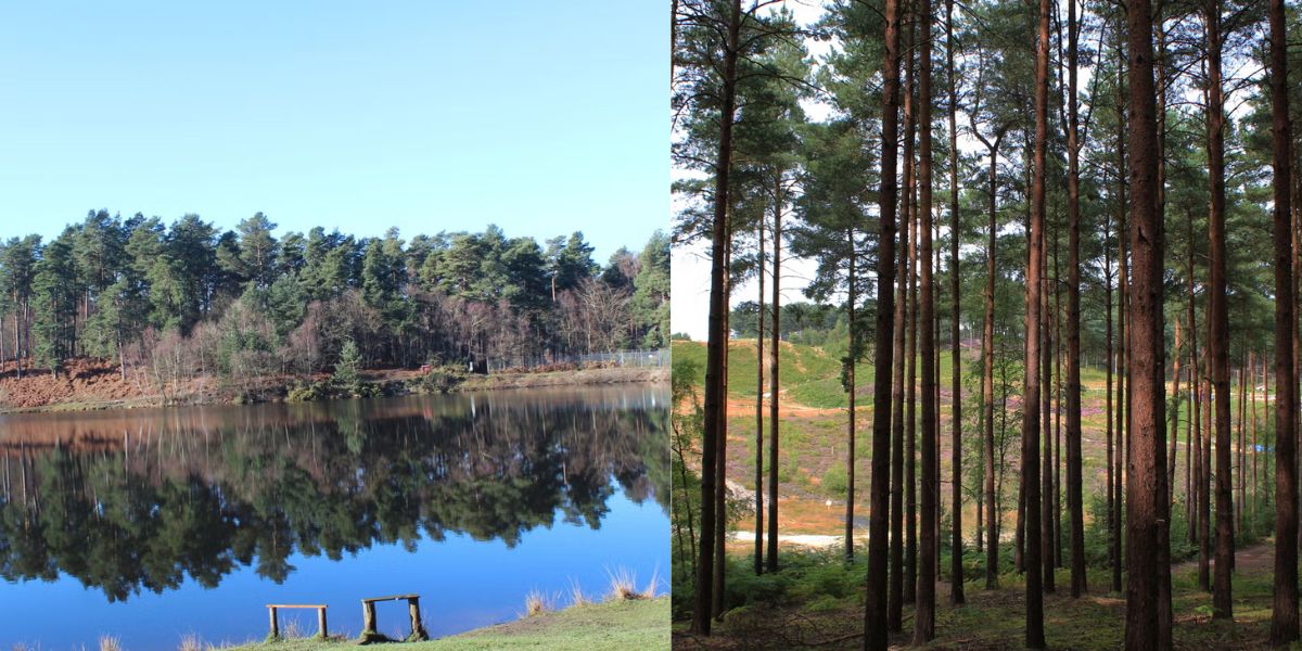 Caesar’s Camp and Bourne Woods, England